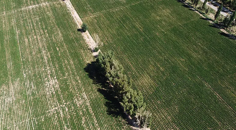 organic sweeteners manufacturer