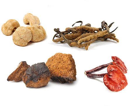 Organic Mushroom Powder and Extract