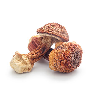 Organic Agaricus Blazei Powder / Extract