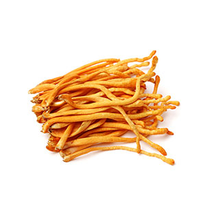 Organic Cordyceps Militaris Powder / Extract