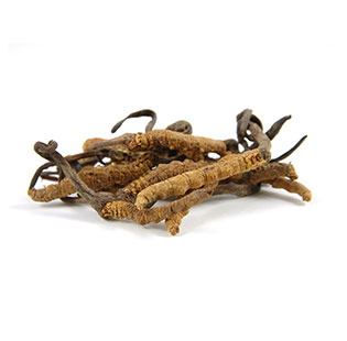 Organic Cordyceps Sinensis CS-4 Powder / Extract