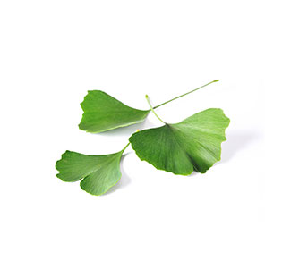 Organic Ginkgo Powder/Leaf