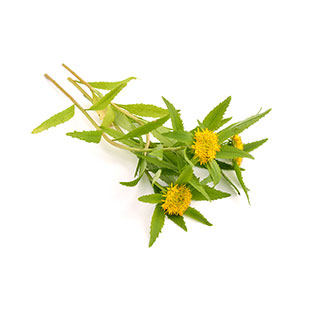 Organic Rhodiola Rosea Powder/Root