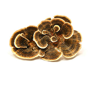 Organic Turkey Tail Powder / Extract