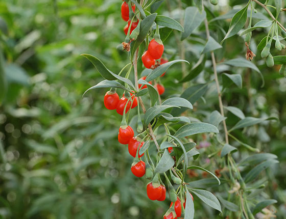 organic gojiberry juice powder