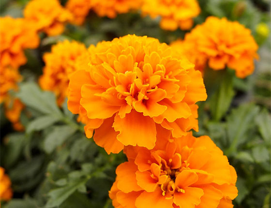 organic marigold extract organic lutein 2