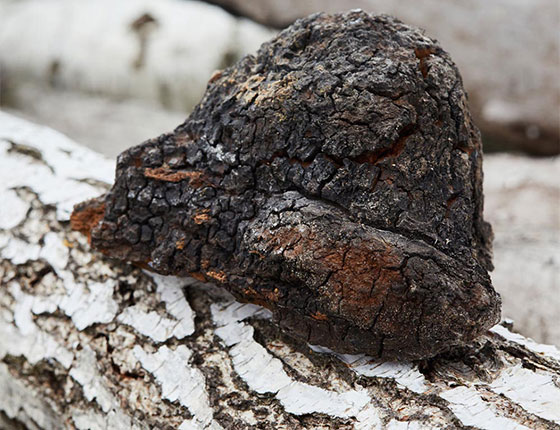 organic chaga powder 1