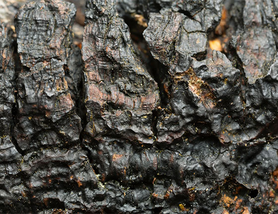 organic chaga powder 3