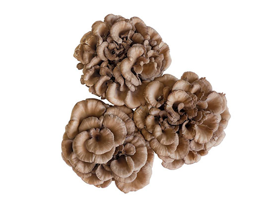 organic grifola frondosa powder 2