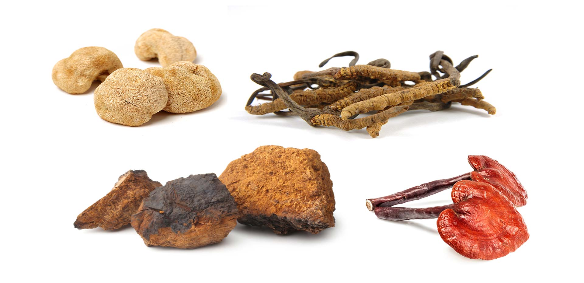 Types of Organic Mushroom Powder