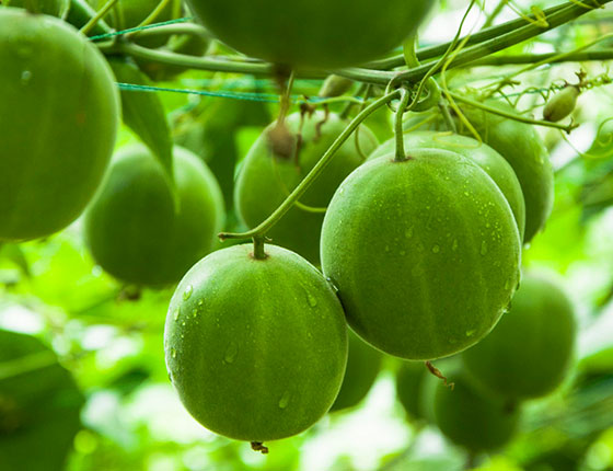 erythritol in monk fruit