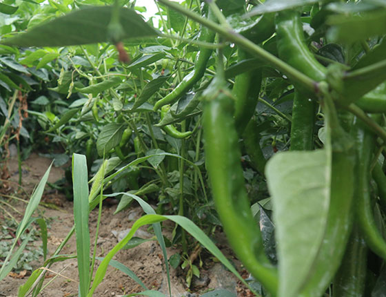 organic smoked paprika