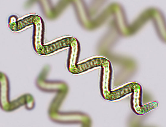 bulk spirulina tablets
