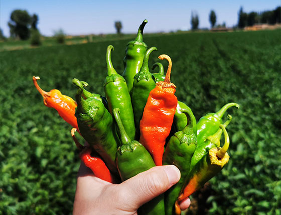 organic sweet paprika