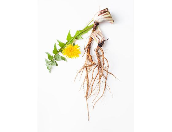 organic dandelion root bulk