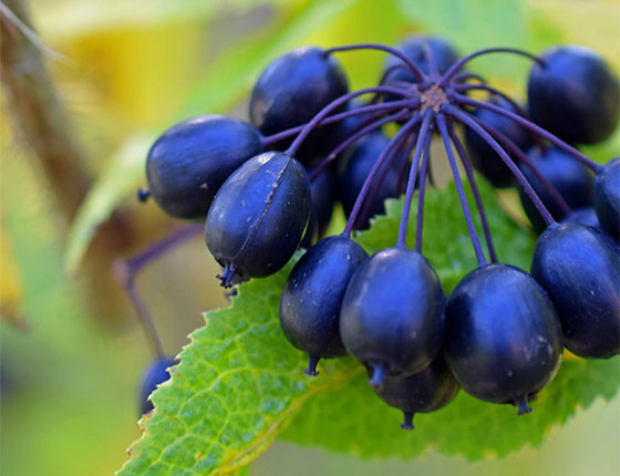 organic eleuthero root powder