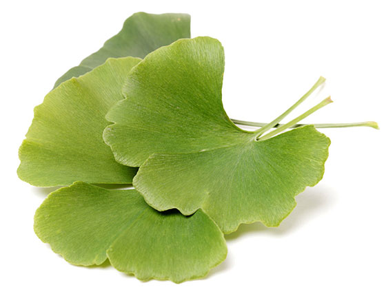 organic ginkgo biloba powder