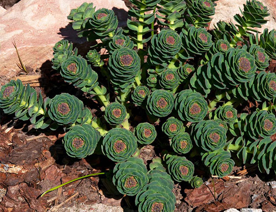 organic rhodiola rosea extract powder