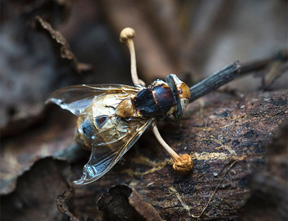 cordyceps extract powder