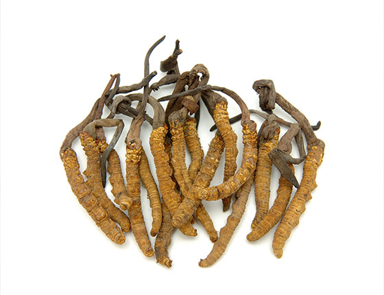 organic cordyceps powder