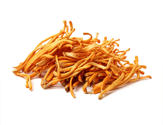 cordyceps militaris powder