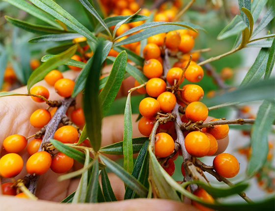 organic sea buckthorn oil wholesale