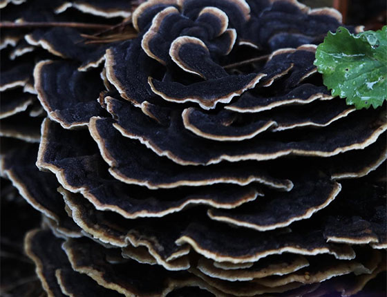 organic turkey tail mushroom powder