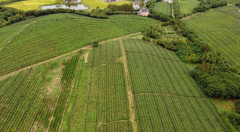 organic sweeteners supplier