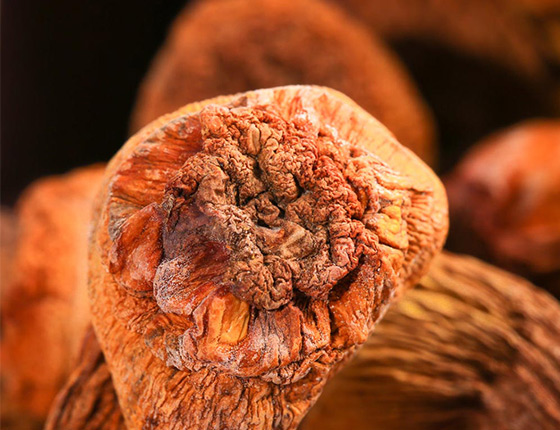 agaricus blazei extract powder