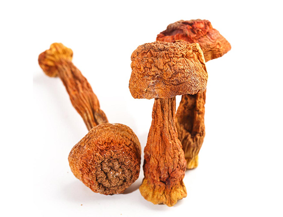 agaricus blazei mushroom powder