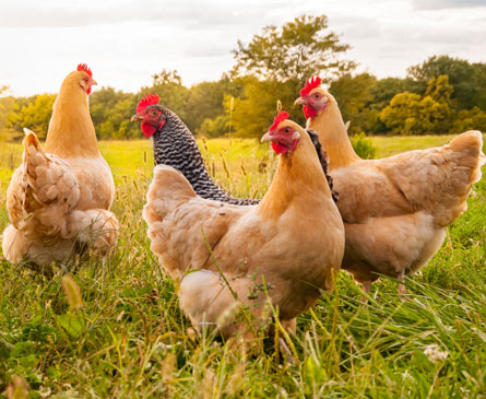 Organic Feed Ingredients