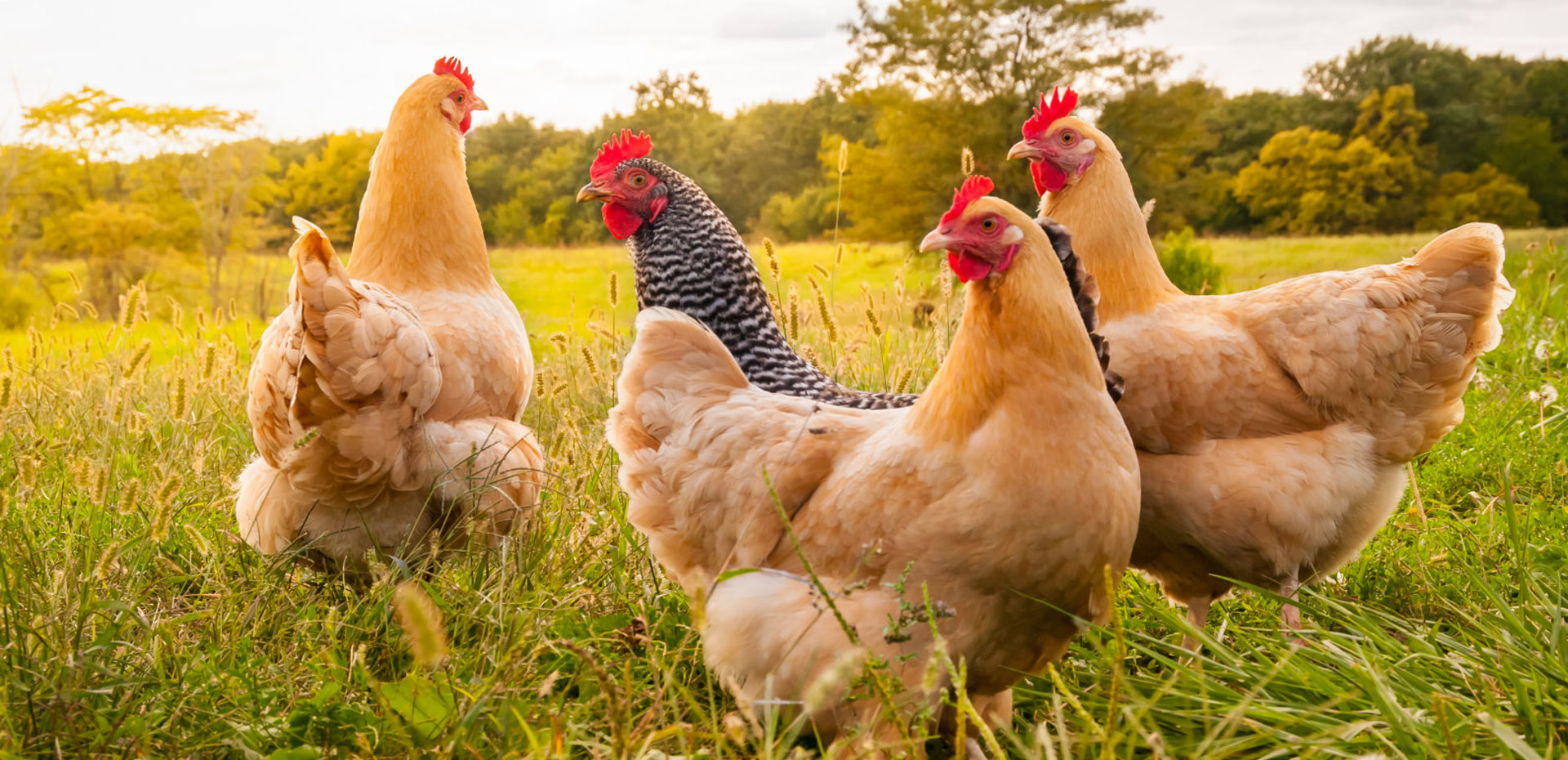 Natur Organic Paprikelp for organic feed