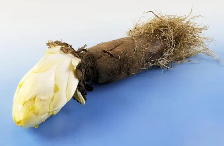 how-is-inulin-produced-and-processed-from-the-collection-of-raw-materials-to-the-final-product-1.jpg how-is-inulin-produced-and-processed-from-the-collection-of-raw-materials-to-the-final-product-1.jpg