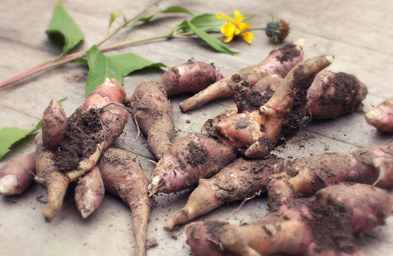 how-is-inulin-produced-and-processed-from-the-collection-of-raw-materials-to-the-final-product-2.jpg how-is-inulin-produced-and-processed-from-the-collection-of-raw-materials-to-the-final-product-2.jpg